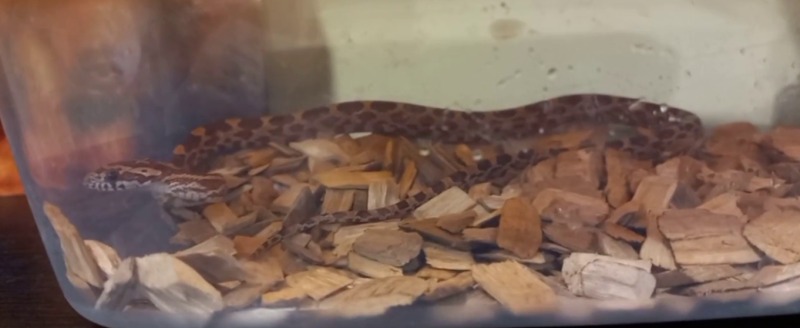 центр реабилитации диких животных 