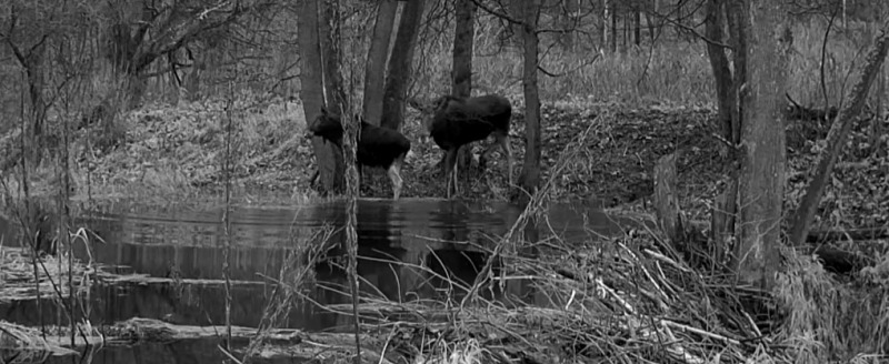 фотоловушки заповедника 