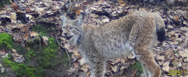 фотоловушки заповедника 