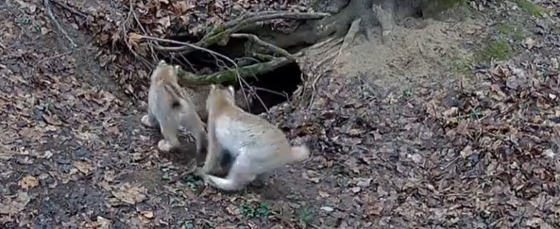 фотоловушки заповедника 