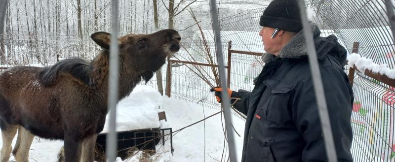 Феникс дикие животные