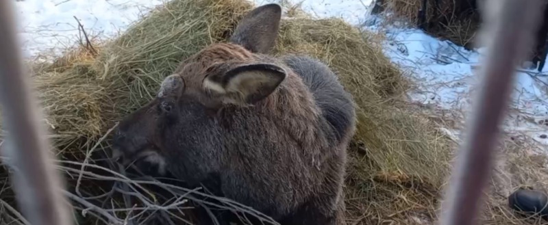 центр реабилитации диких животных 