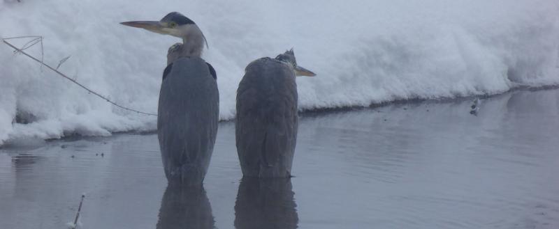 Юрия Галчёнкова 
