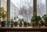 Соседка обставила подъезд комнатными растениями. А теперь хочет, чтобы мы их по очереди поливали и пересаживали