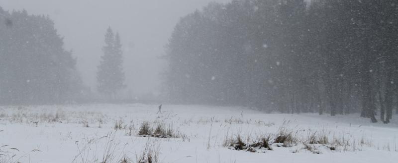 Калуга-поиск