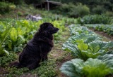 Пёс так хорошо погулял в огороде, что перерыл все грядки с посевами. Уверена, сноха его выпустила мне назло