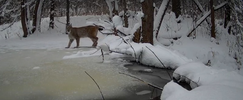 фотоловушки заповедника 
