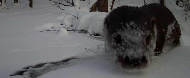 фотоловушки заповедника 