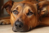 Родители уехали на лечение, а мы с братом не можем решить судьбу их собаки