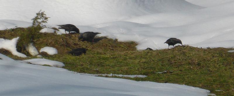 Юрия Галченкова