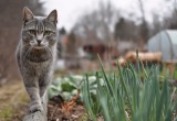 Пытались избавиться от кошек на огороде, но навлекли беду куда более страшную