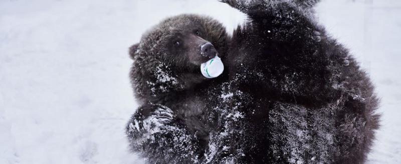 центр реабилитации диких животных 