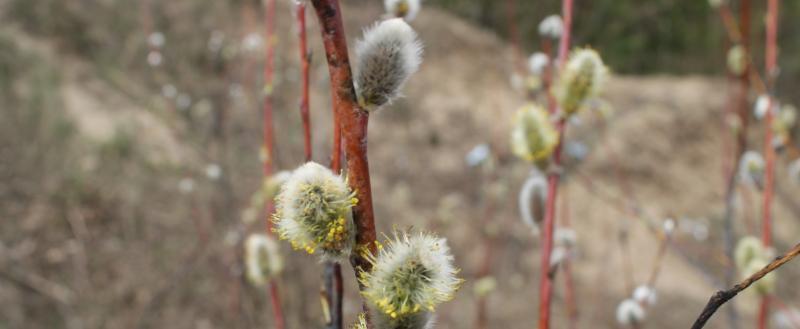 Калуга-поиск
