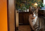 Кошка обворожила и совсем лишила маму бдительности. В итоге часть котлет стала её добычей