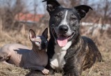 Наш пес беспощаден к котам, а вот лысую кошку пожалел и принял