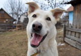Соседка обвинила нас в жестоком обращении с животными из-за обычного намордника