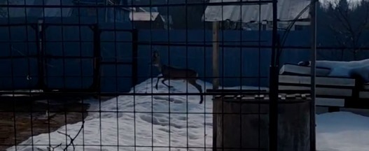 центр реабилитации диких животных 