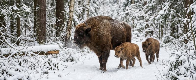 Калуга-поиск, сгенерировано ИИ
