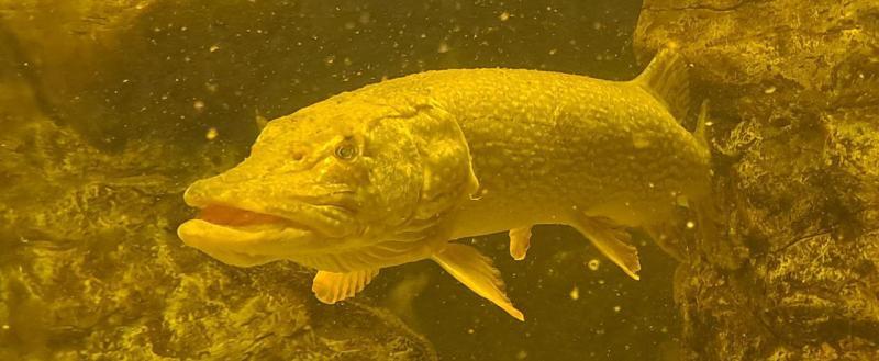 Калуга-поиск