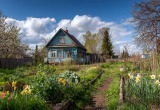 Тёща собралась на мне пахать, но ничего не выйдет. Тесть дачей не может заниматься, но и я не готов
