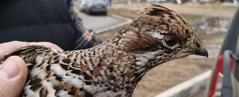 центр реабилитации диких животных 