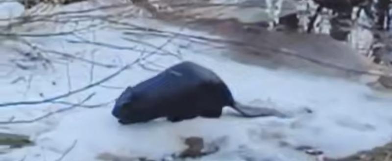 Вячеслав Парфенов 