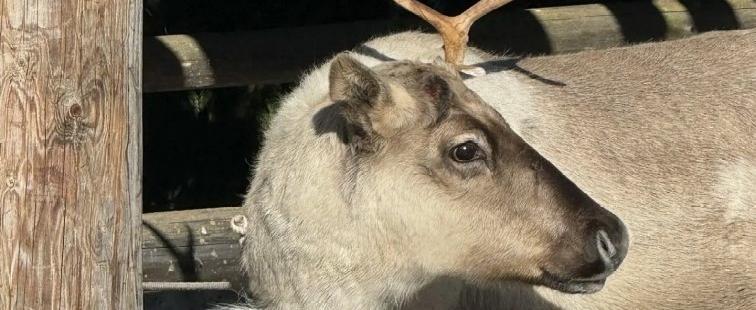 Комитет ветеринарии при Правительстве Калужской области