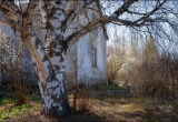 Хотела посадить на даче березу, так муж и его родственники резко этому воспротивились