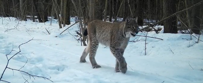 фотоловушки заповедника 