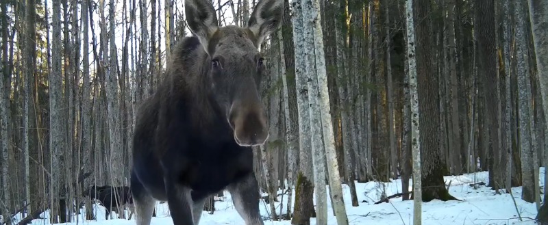 фотоловушки заповедника 