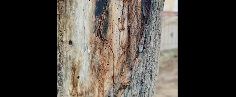 администрации Калуги