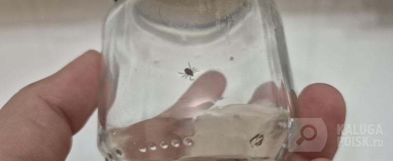 Калуга-поиск