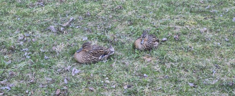 Калуга-поиск