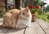Благодаря коту помирились с соседом по даче