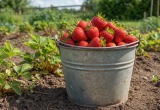 Соседка осенью поделилась рассадой клубники, а весной пришла за урожаем