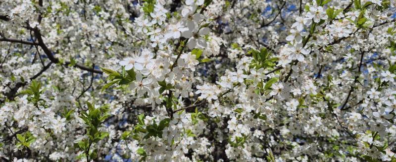 Калуга-поиск