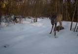 фотоловушки заповедника "Калужские засеки"
