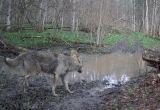 фотоловушки заповедника "Калужские засеки"