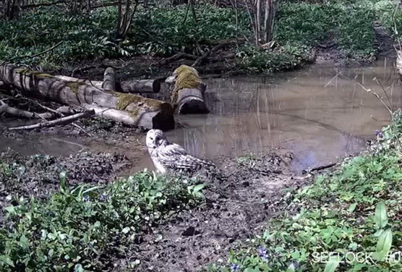 фотоловушки заповедника 