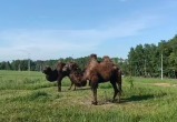 Кирилл Сальников