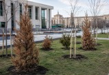 Деревья посадили, вопросы выросли: что не так с озеленением Калуги