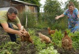  Завели куриц на участке для экономии, а теперь из-за них одни проблемы