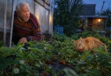 Был уверен, что мою клубнику воруют соседские дети, но правда шокировала до глубины души