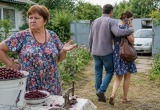 Не приехали на дачу из-за вишневых косточек, а свекровь смертельно обиделась на это