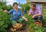Я не окучиваю картошку и не обрезаю усы у клубники, а у меня все идеально!