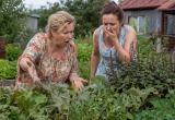 Разрешила невестке посадить на даче экзотическую травку, теперь не могу вывести вредителей