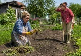 Сестра не сумела отличить сорняки от культурных растений и &laquo;обрила&raquo; мой огород