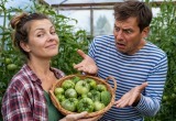 Жена посадила зелёные томаты на даче и чуть не свела меня с ума