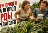 Муж хотел поднять урожайность, но случайно привел на наш огород орды вредителей