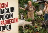 Чтобы спасти гибнущий урожай, мама выпустила на огород коз &ndash; знатно животные порезвились, даже завидно